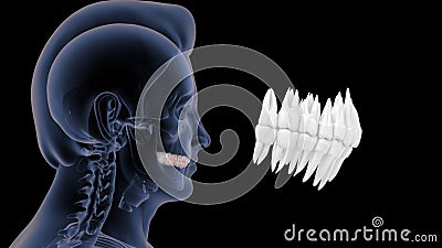 Human tooth - incisors, canines, premolars, molars and third molars Stock Photo