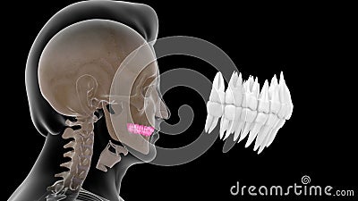 Human tooth - incisors, canines, premolars, molars and third molars Stock Photo