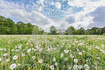 Overblown dandelions in meadow with blue sky and clouds Stock Photo