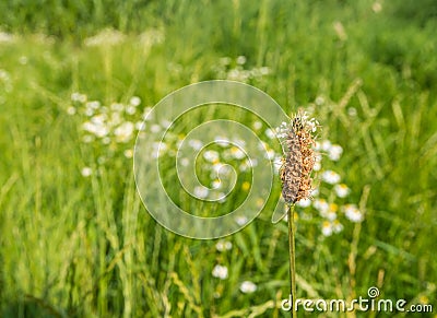 Overblown flower of a Plantain plant Stock Photo