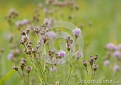 Overblown thistle flowers in a field Stock Photo