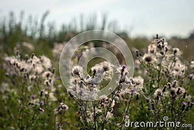 Overblown thistle plants up close Stock Photo