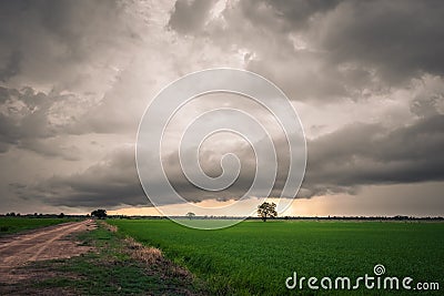 Overcast Sky Above Rice Field, Rainy Season Stock Photo