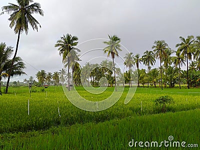 Overcast sky in the middle of green rice fields. Stock Photo