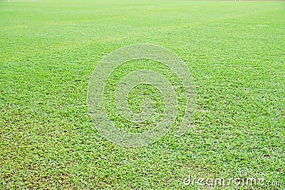 Overecposed natural asian green grass closeup in the morning Stock Photo