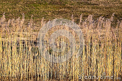 Overgrown bulrush plants on the water shore. Dry bulrushes background. Cattail plant Stock Photo