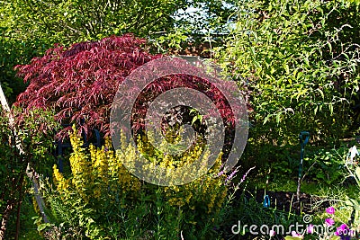 Overgrown Garden Stock Photo