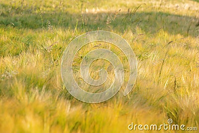 Overgrown grass on a wheat field Stock Photo