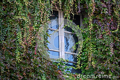 Overgrown ivy fascade window greenery europe greening Stock Photo