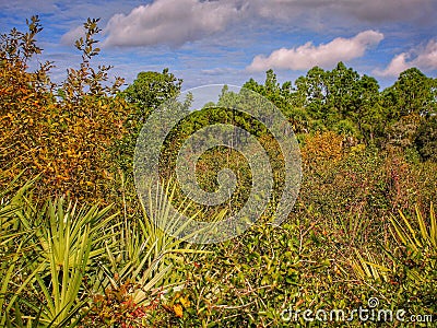 Overgrown meadow in Florida Stock Photo