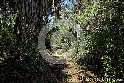Overgrown old florida wilderness footpath on sunny day Stock Photo