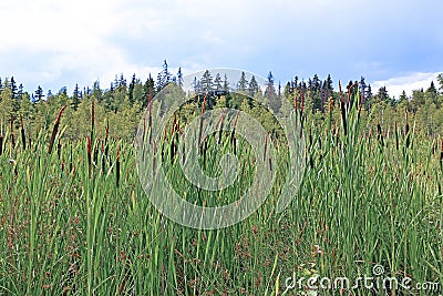 Overgrown with reeds swamp Stock Photo