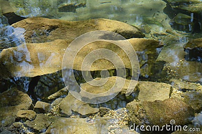 Overgrown with silt and moss stones can be seen through the green water of the pond in the overgrown Park, summer Sunny day Stock Photo