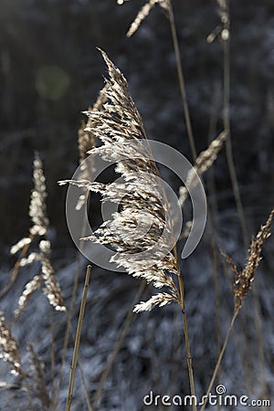 Overgrown Wheat Grass With Snow Layers Behind Stock Photo