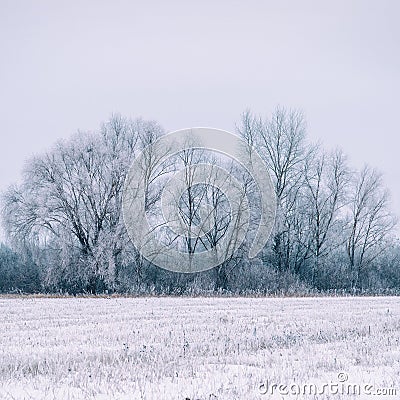 Overgrowth, bushes, trees and meadow in snow and magical frost Stock Photo