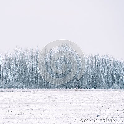 Overgrowth, bushes, trees and meadow in snow and magical frost Stock Photo