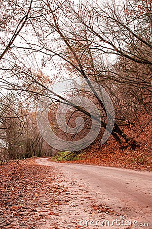 Overhanging trunk over a winding road in an autumn forest Stock Photo