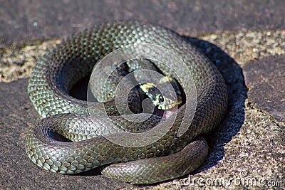 Overhead closeup shot of a dark grey snake - perfect for background Stock Photo