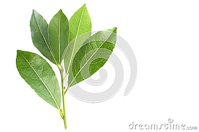 An overhead photo of bay leaves, green laurel twig and two leaves. Place for text, copyspace. Bay branch isolated on white. Stock Photo