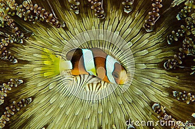 Overhead shot of a beautiful clownfish in a green sea anemone Stock Photo