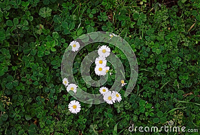 Overhead Shot of Bouquet of Eucalyptus Branches With Green Leaves and Pods, With a Sunlit Wood Background Stock Photo