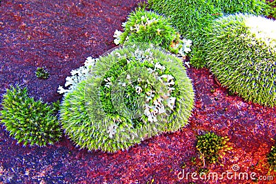 Greenish Moss patches with lichen patches on a reddish rock Stock Photo