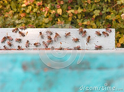 Bees working near beehive Stock Photo
