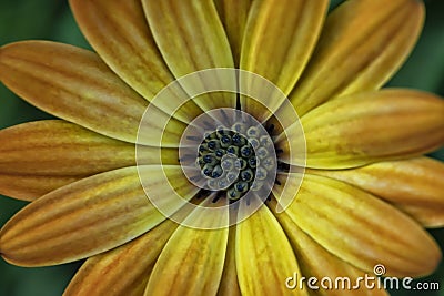 Overhead shot of an orange Dimorphoteca flower Stock Photo
