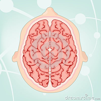 Overhead View of a Brain Vector Illustration