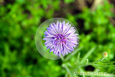 Overhead view of Centaurea cyanus - Corn flower - bachelorâ€™s button Stock Photo