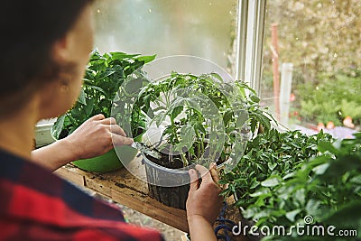 Overhead view of a gardener fertilizing soil engaged in growing seedlings of tomatoes in an old home greenhouse Stock Photo