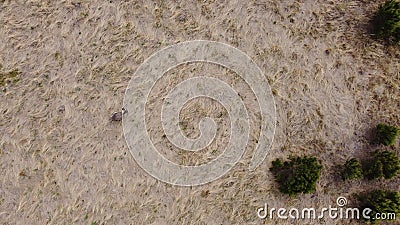 overhead view of a lone adult native australian emu in a large flowing grassy field Stock Photo