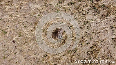 overhead view of a lone adult native australian emu in a large flowing grassy field Stock Photo