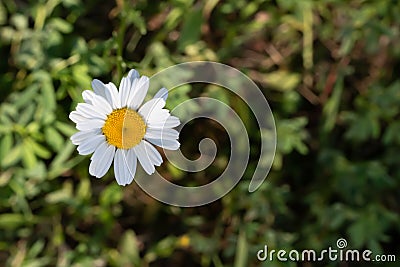 Single oxeye daisy against green bokeh background Stock Photo