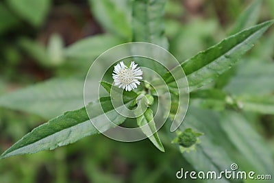 Overhead view of a tiny white flower of a False daisy plant Stock Photo