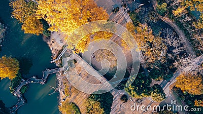 Overlooking the golden ginkgo trees in the garden from the air Stock Photo