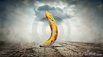 Overripe spoiled banana. Banana stands on a dirty road. Storm cloud. Dusty haze Stock Photo