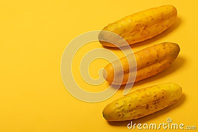 overripe yellow cucumbers isolated on yellow background Stock Photo