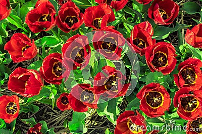 Oversaturated Tulips with red yellow petals and green yellowish Stock Photo