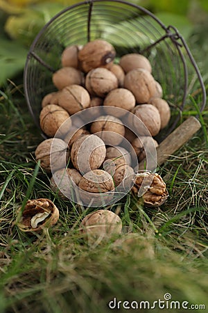 Overturned metal basket with walnuts on green grass outdoors, closeup Stock Photo