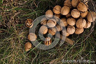 Overturned metal basket with walnuts on green grass outdoors, flat lay Stock Photo