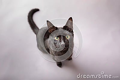 Overview of black domestic house cat starring at camera studio portrait Stock Photo