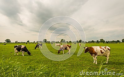 Overview of black and red spotted cows grazing in a Dutch meadow Stock Photo