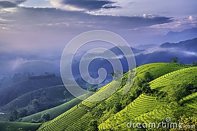 Overview of Long Coc green tea hill, Phu Tho, Vietnam Stock Photo