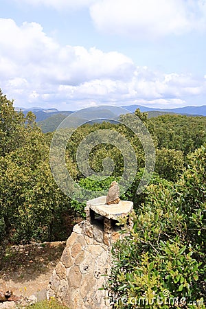 Overview of the National Park of Barbagia with limestone rocks and green forest hill, mountain. Central Sardinia, Italy, summer Stock Photo