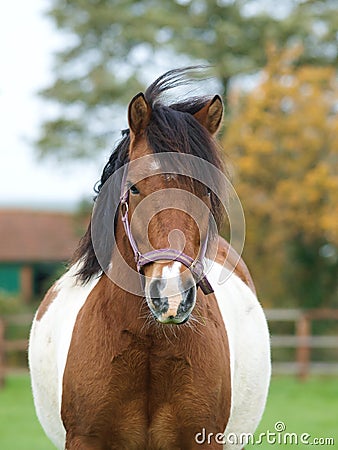 Overweight Pony Stock Photo