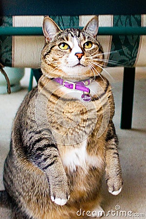 Overweight tabby cat Stock Photo