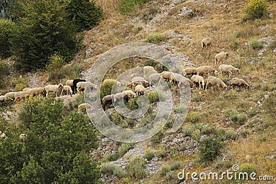 Ovine mountain transhumance Stock Photo