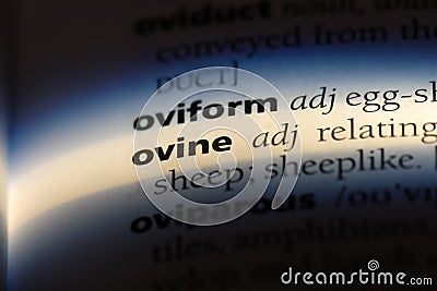 ovine Stock Photo