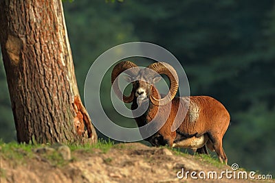 Ovis musimon. Wild nature of Czech. Free nature. Animal in the forest. Autumn colors. A beautiful shot of an animal. Stock Photo